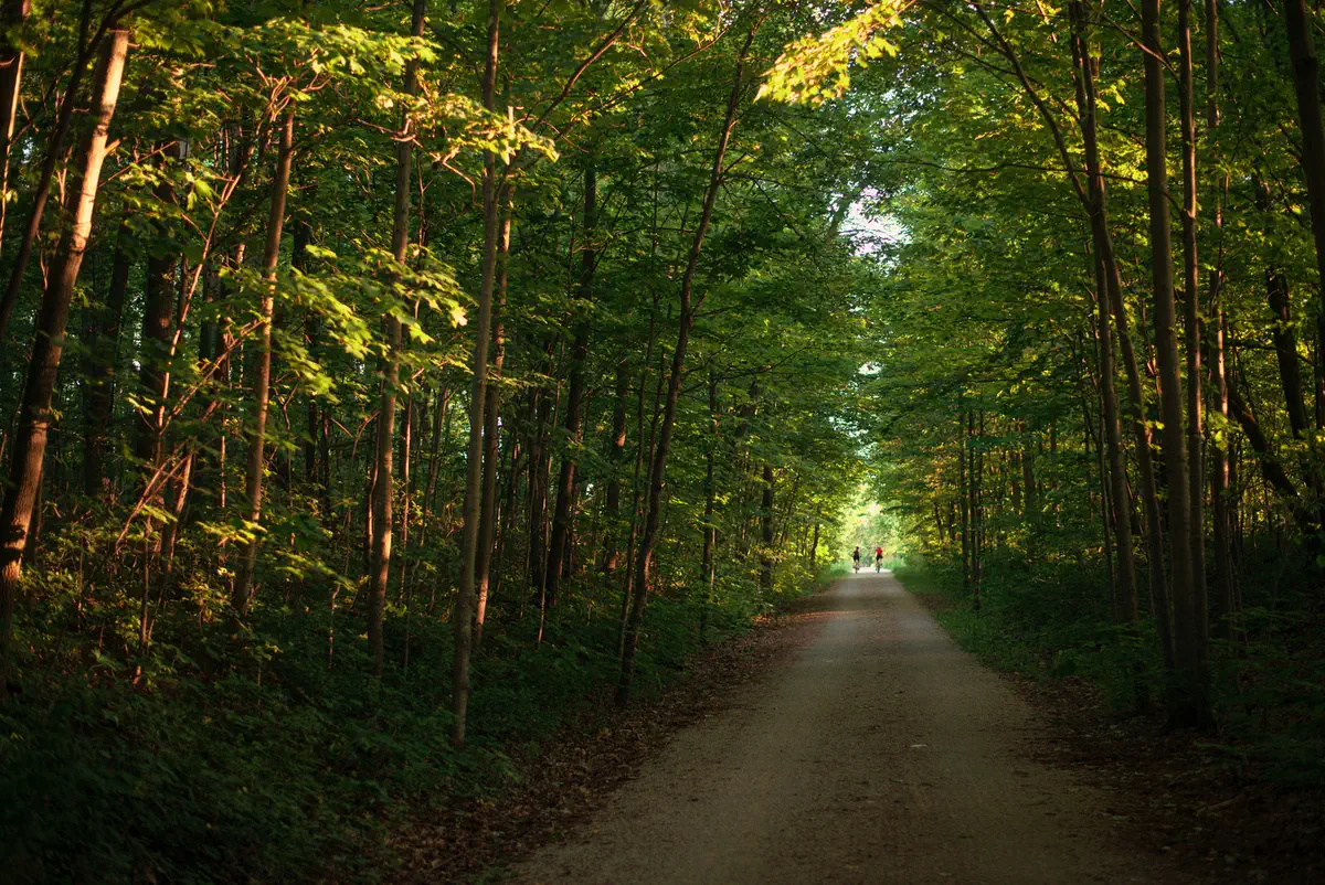 Route forestière au lever du jour